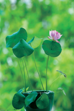 英国上市公司365